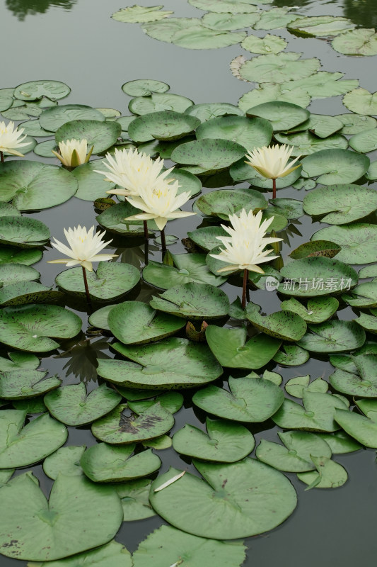 北京国家植物园睡莲