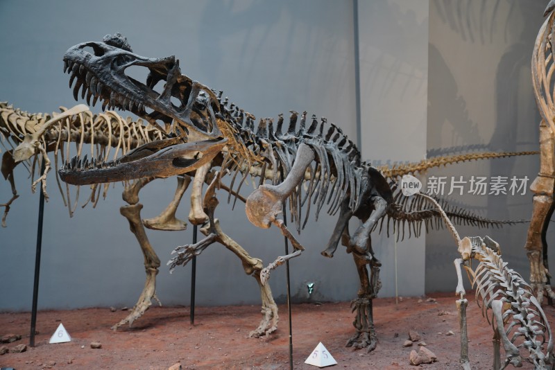角鼻龙恐龙骨骼化石