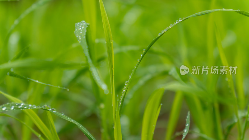 水稻秧苗水稻种植