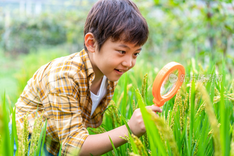 小男孩拿着放大镜观察植物