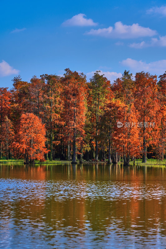 秋天的水上森林