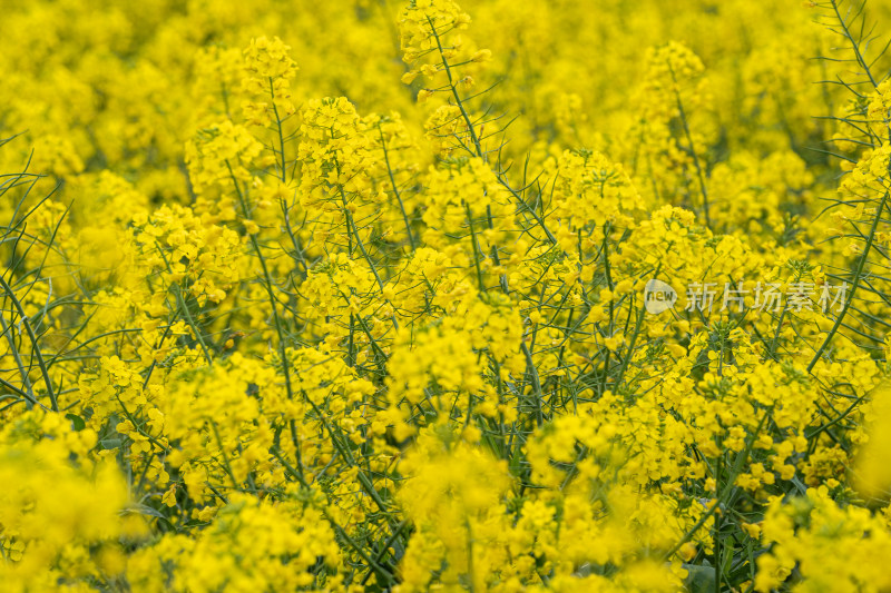 湖北武汉蔡甸区消泗油菜花特写