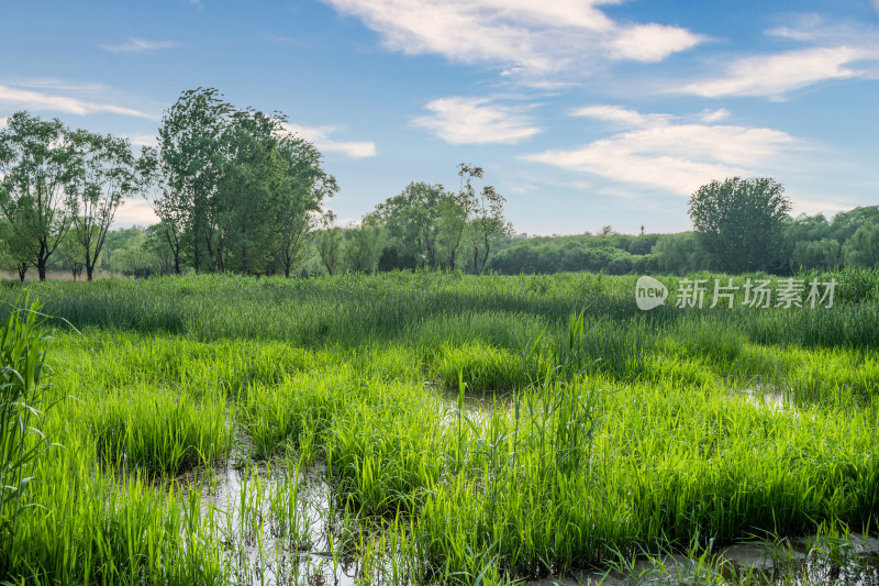 湿地公园北京奥林匹克森林公园