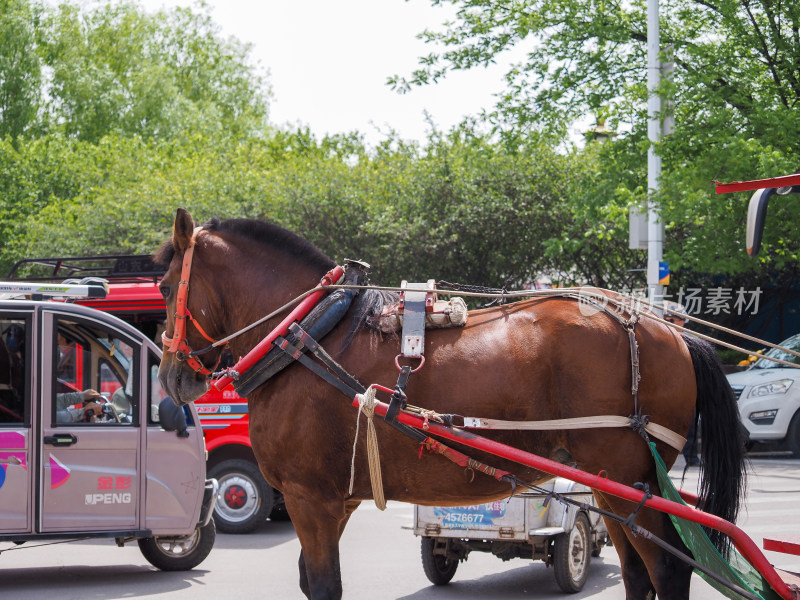 街道上拉车的棕色马匹