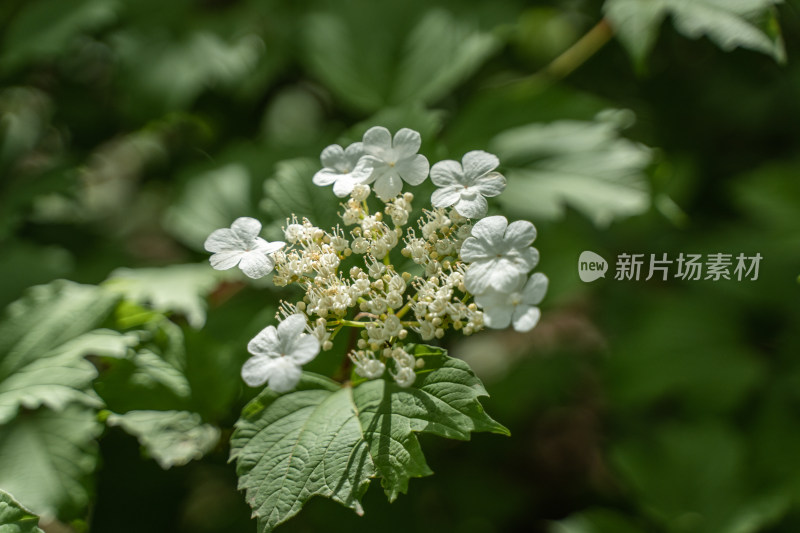 琼花小白花绿叶清新自然