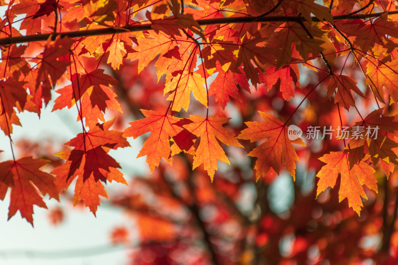 秋天红叶霜降枫树枫叶林自然风景天空树林