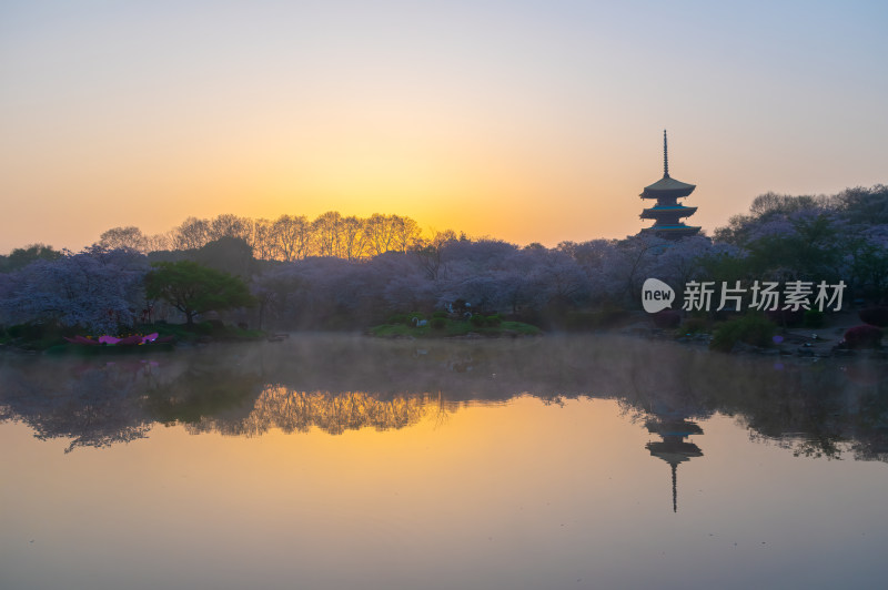 武汉东湖磨山樱花园樱花盛开