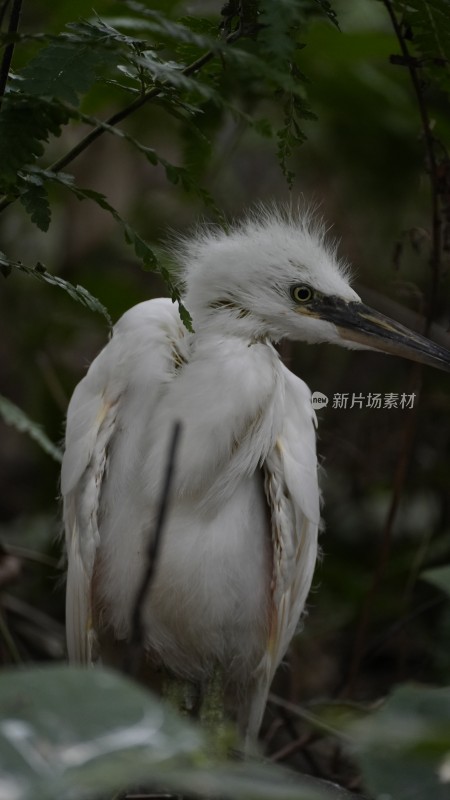 在望丛祠繁衍生息的池鹭