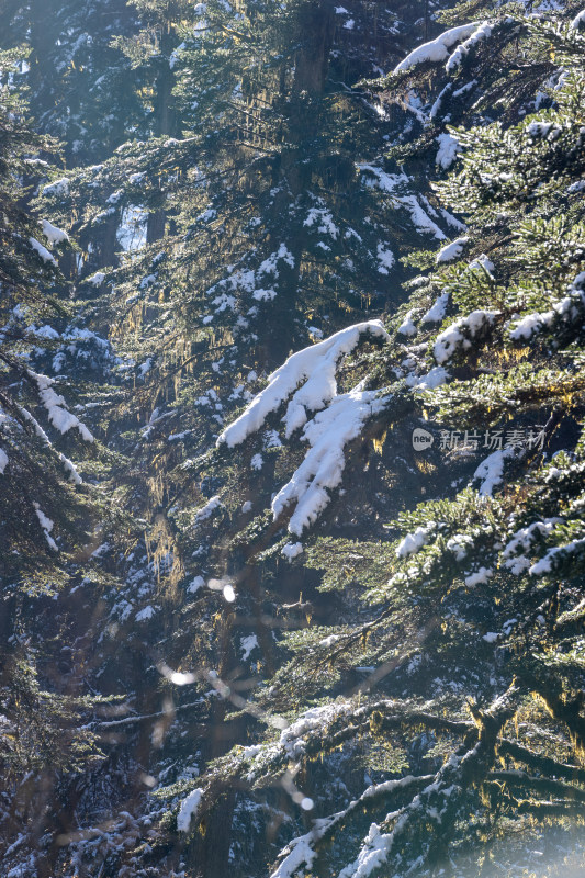 四川甘孜海螺沟冬季森林植被的雪景