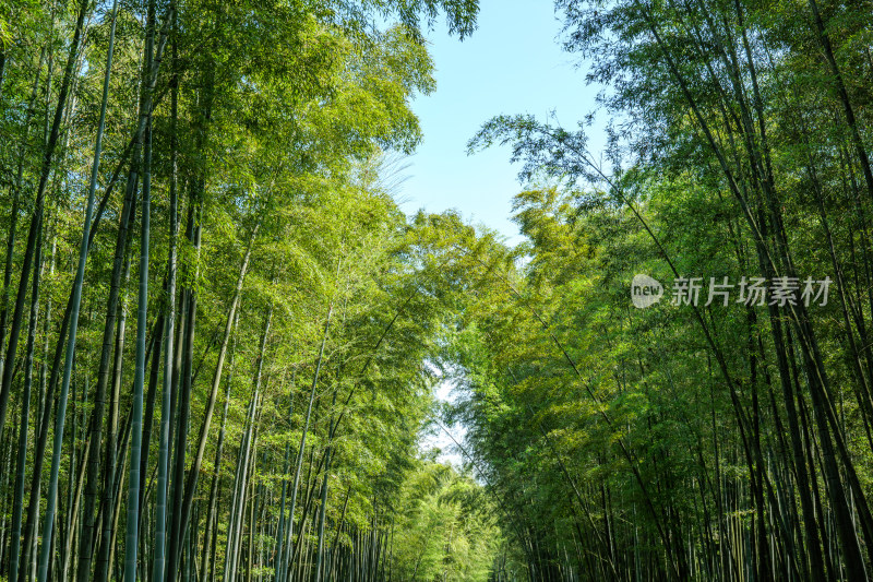 四川宜宾蜀南竹海自然风光