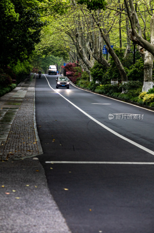 杭州西湖杨公堤道路春色景观