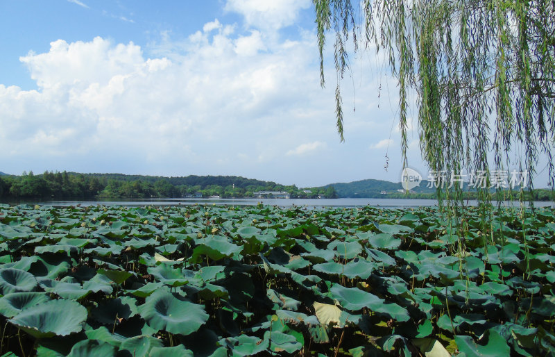 杭州西湖景观