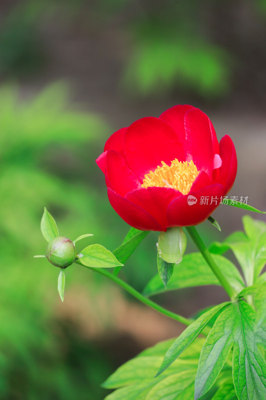 北京景山公园国色天香牡丹花开