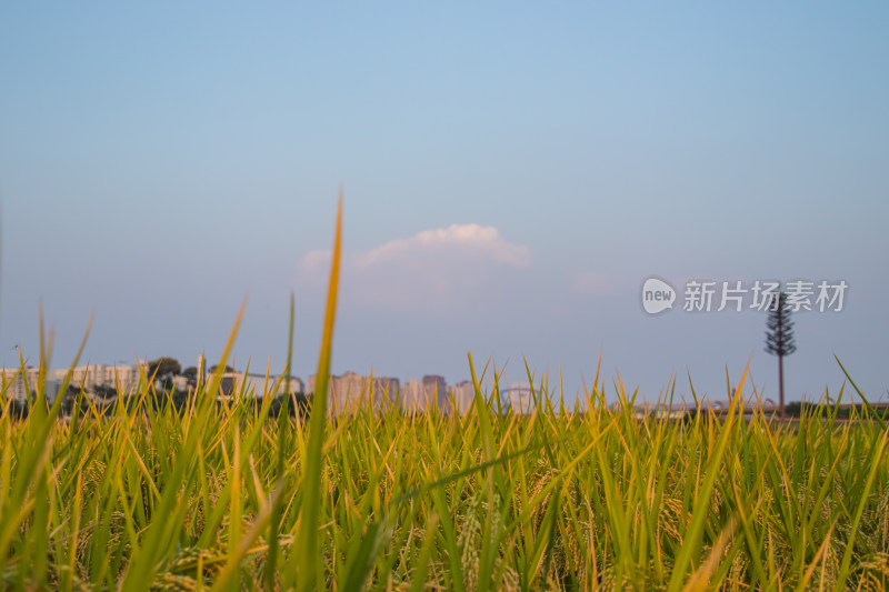 夕阳下的稻田