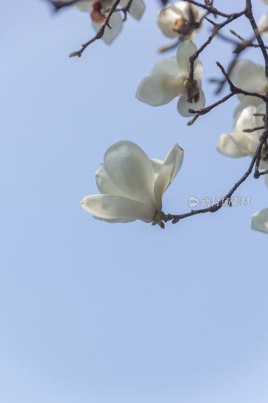 绽放的玉兰花枝特写