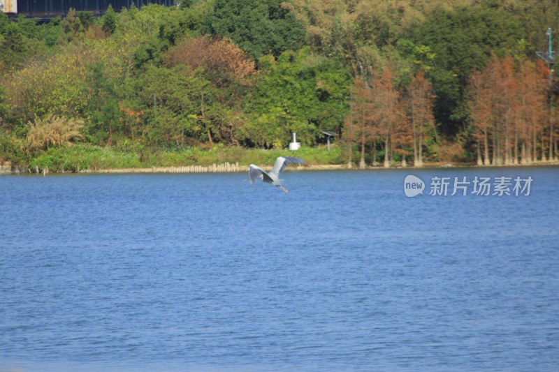 湖面上飞翔的鸟与岸边树林