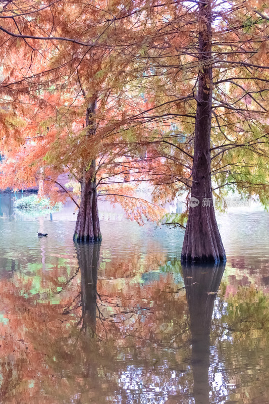 南京钟山风景名胜区明孝陵燕雀湖落羽杉秋景