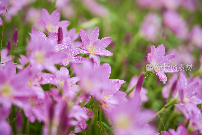 粉色的风雨兰花海