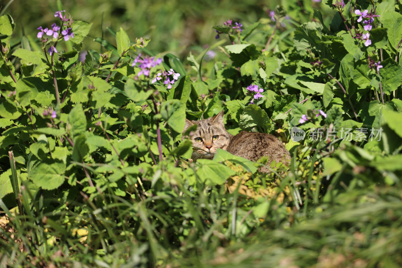 杭州西湖花港观鱼的流浪猫狸花猫