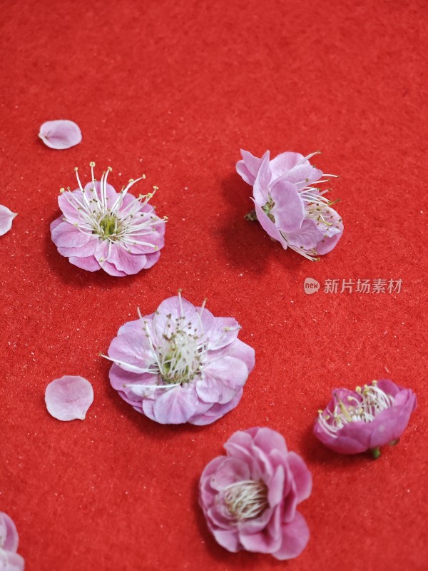 红色背景上的粉色花朵