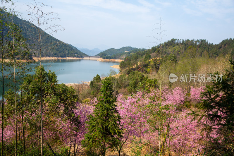 山间盛开的粉色樱花树