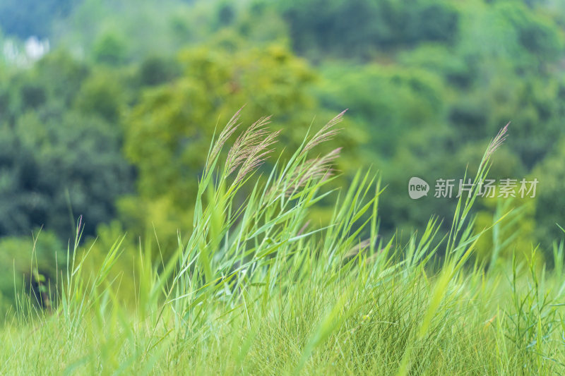 唯美植物图片