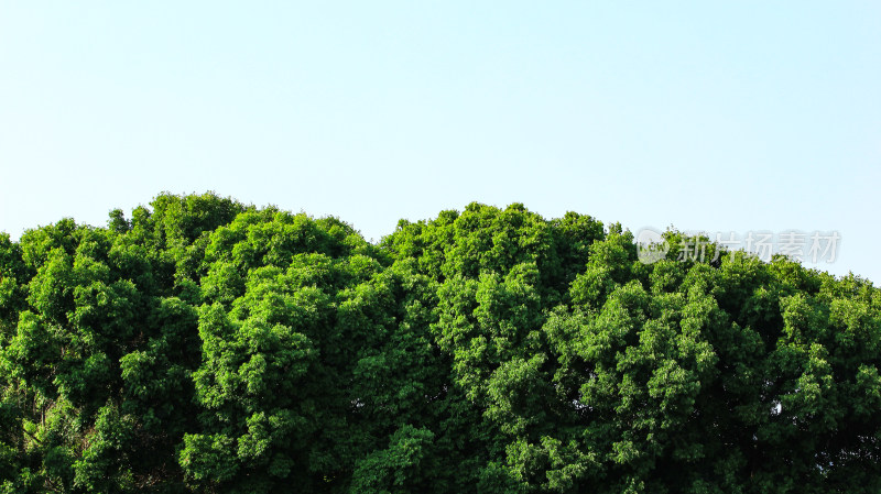 绿色植物屏障背景