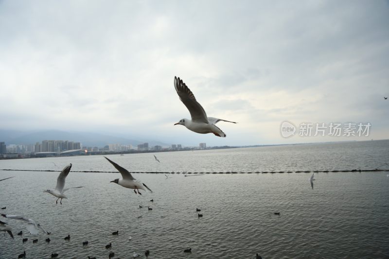 湖面飞行的海鸥