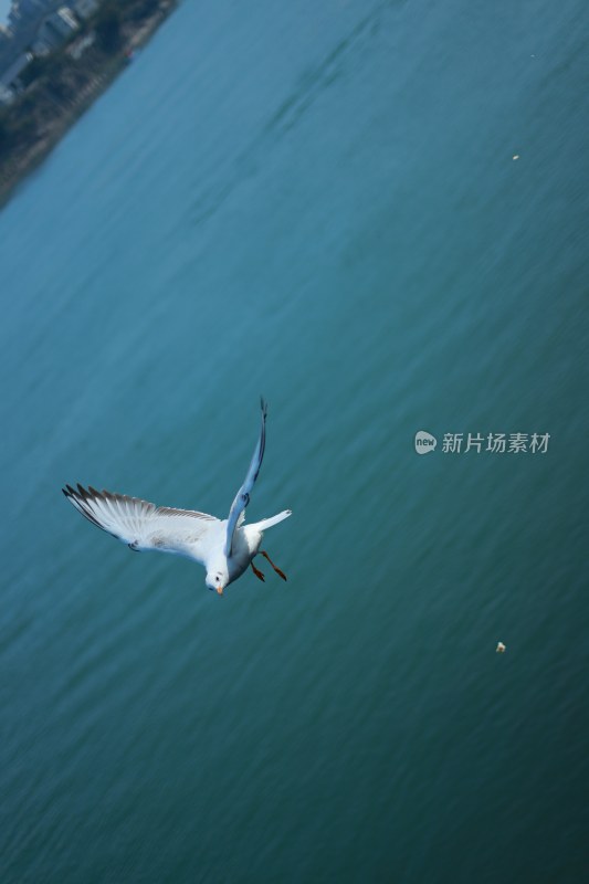 飞翔的海鸥场景