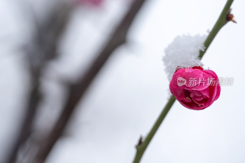 春天公园里雪中盛开的梅花