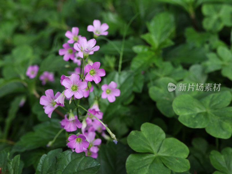 春天绿色的草地和盛开的紫色鲜花的风景