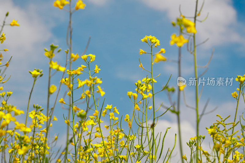 夏天的花草