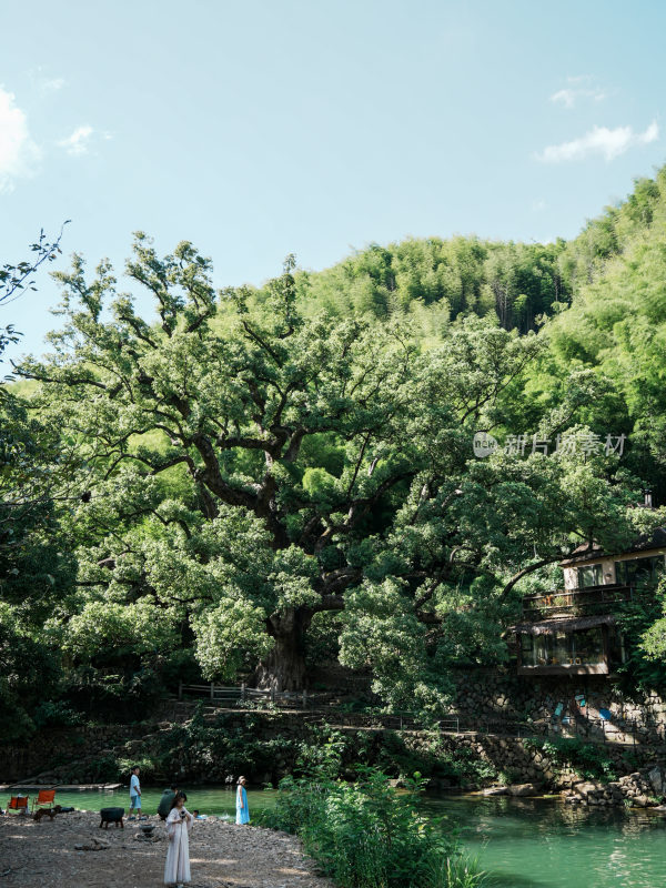 河边大树下休闲场景
