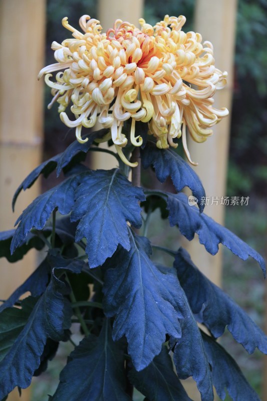 橙色菊花 黄色菊花 