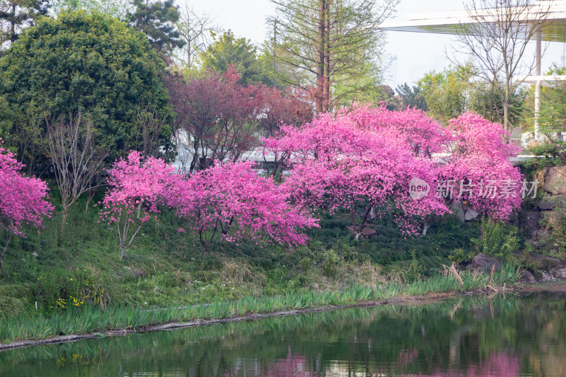 钱塘江畔水边盛开的粉色樱花树，春日美景