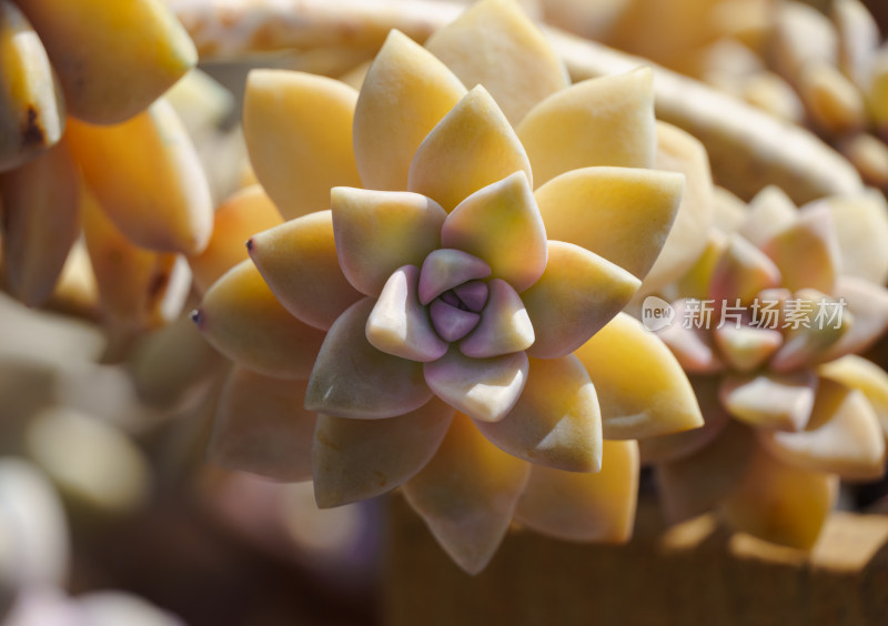 微距下的黄色多肉植物