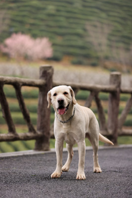 站在地上的拉布拉多寻回犬