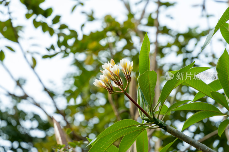 盛放的鸡蛋花