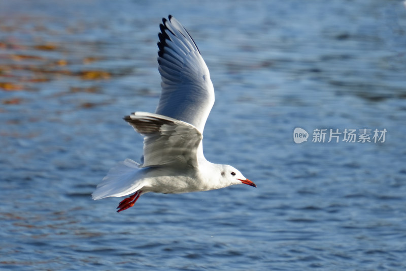 水面上展翅飞翔的红嘴海鸥