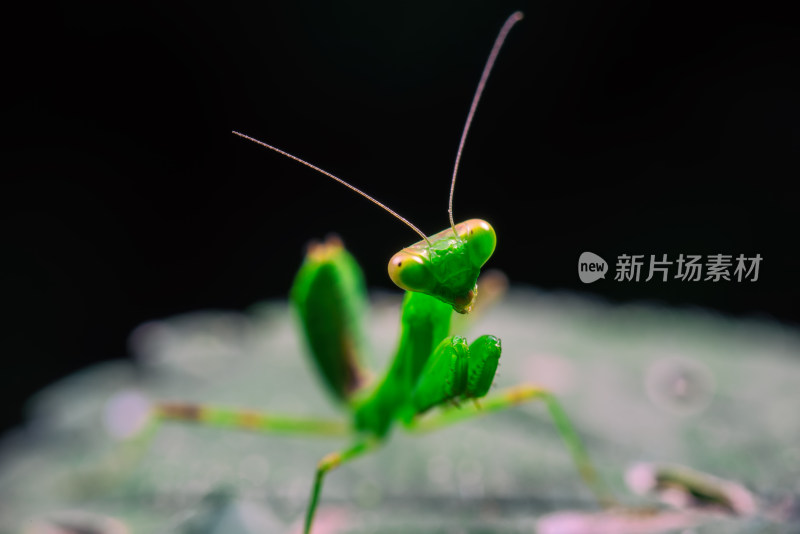 户外大自然中的螳螂微距特写