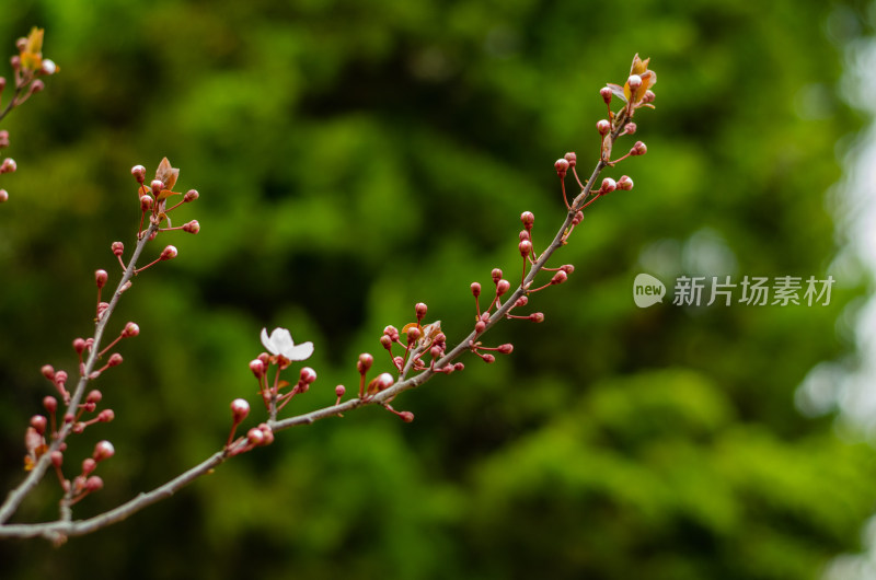 立春时节，长出花芽的紫叶李