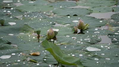 四川成都青龙湖湿地公园的荷花和莲蓬