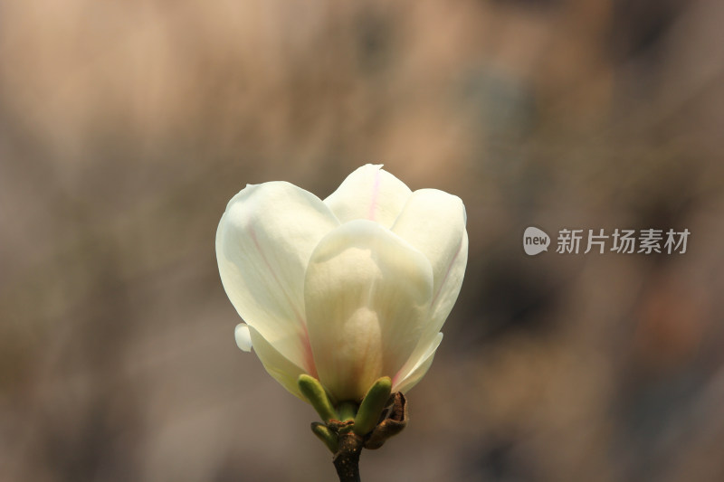 一朵白色的玉兰花