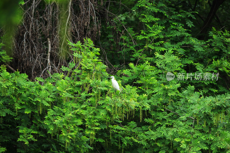 夏天森林中的白鹭