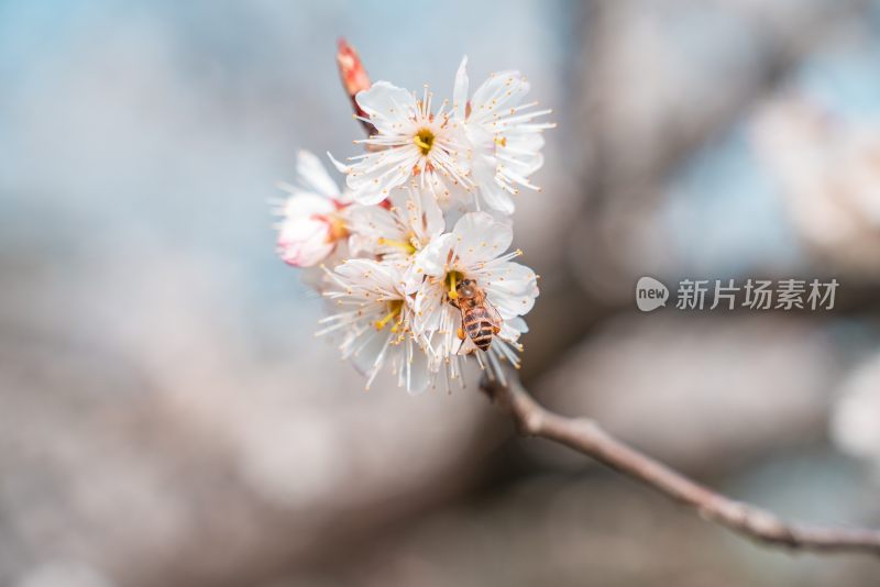 春季盛开的樱花