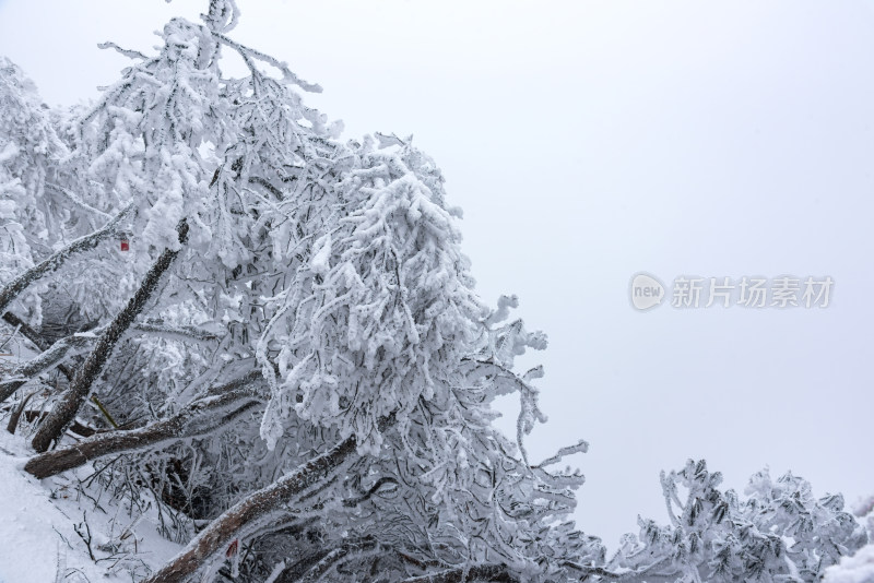 寒冷冬天雪后树枝冰挂