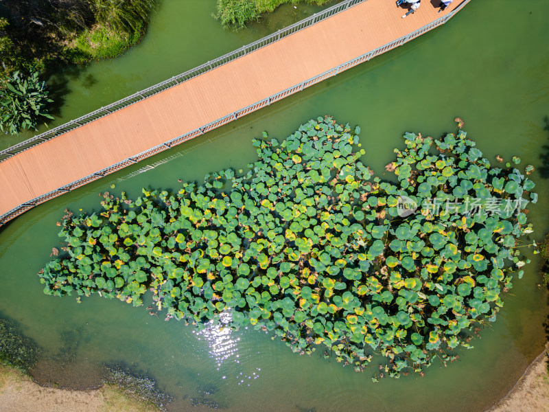 航拍昆明滇池捞鱼河湿地公园景观