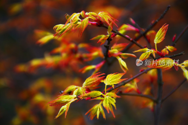 枫叶嫩芽