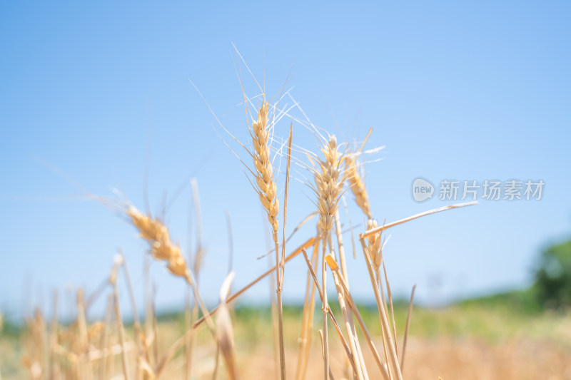 麦穗在蓝色天空下生长特写镜头粮食安全