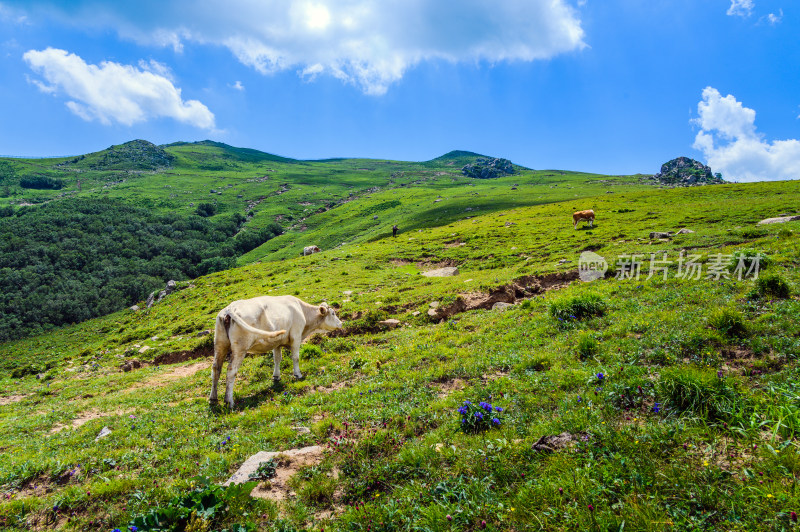 夏季蓝天白云绿色高山草甸牧场牛吃草